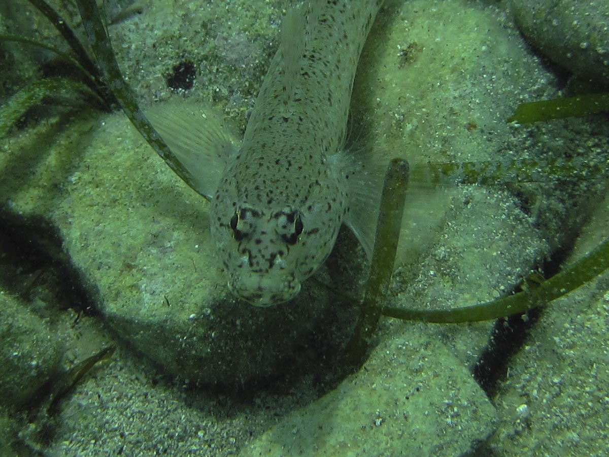 Gobius bucchichi